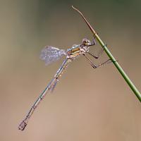 Emerald Damselfly 3 